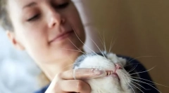 Како да ги исчистите забите?